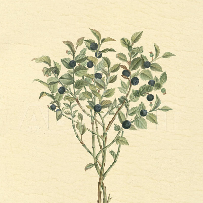 Buy Photo wallpaper Iksel   Iznik Bonsais IZB 9