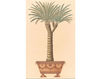 Wallpaper Iksel   Potted Palms PT 17 Oriental / Japanese / Chinese
