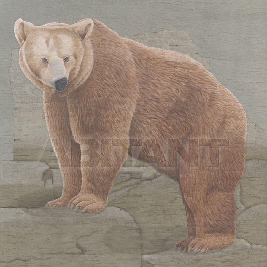 Wallpaper Animals BROWN BEAR price on request Buy Wallpaper Iksel Animals BROWN BEAR