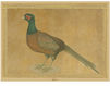 Wallpaper Iksel   Watteau Birds Walt 4 Oriental / Japanese / Chinese