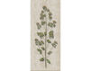 Wallpaper Iksel   Herbier Herb 3 Oriental / Japanese / Chinese
