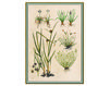 Wallpaper Iksel   Renaissance Herbier RH 26 Oriental / Japanese / Chinese