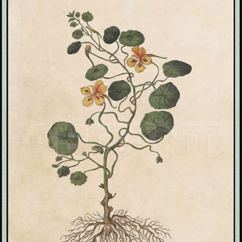 Buy Wallpaper Iksel   Renaissance Herbier Rh 24