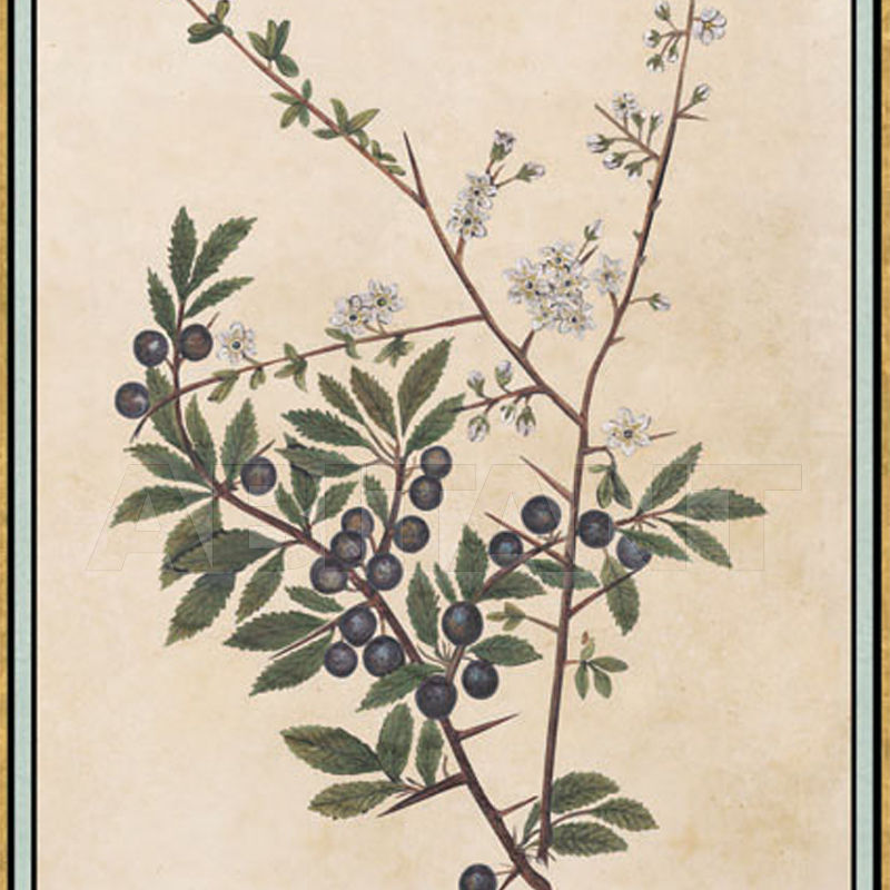 Wallpaper Renaissance Herbier RH 14 price on request Buy Wallpaper Iksel Renaissance Herbier RH 14
